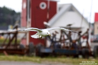 Larus canus / Gavina /Common gull / Goéland cendré