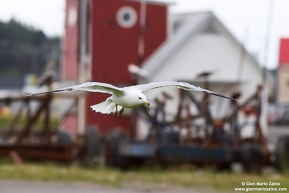 Larus canus / Gavina /Common gull / Goéland cendré