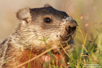 Marmota monax / Marmotta americana / Groundhog / Marmotte commune