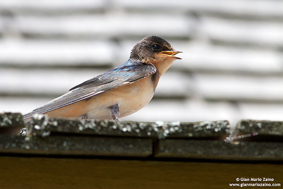 Hirundo rustica / Rondine comune / Barn swallow / Hirondelle rustique