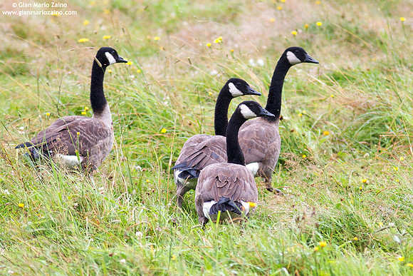 Branta canadensis / Oca del Canada / Canada goose / Bernache du Canada