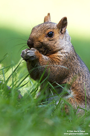 Sciurus carolinensis / Scoiattolo grigio orientale / Grey squirrel / Écureuil gris