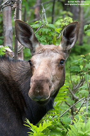 Alces alces / Alce / Moose / Orignal