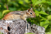 Tamias striatus / Tamia striato / Eastern chipmunk / Tamia rayé