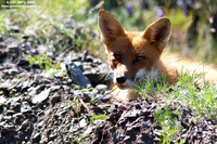 Vulpes vulpes / Volpe / Red fox / Renard roux