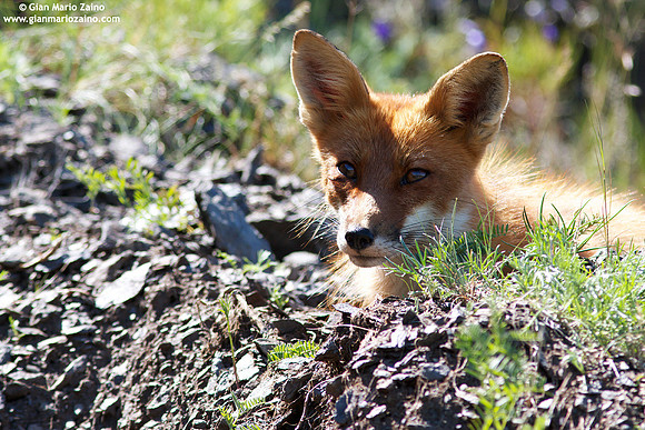 Vulpes vulpes / Volpe / Red fox / Renard roux