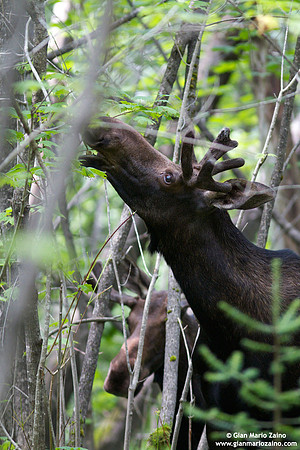 Alces alces / Alce / Moose / Orignal