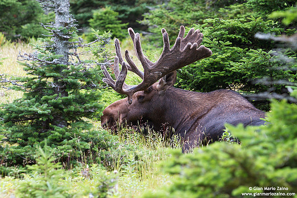 Alces alces / Alce / Moose / Orignal