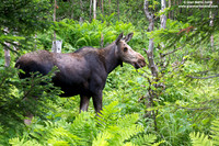 Alces alces / Alce / Moose / Orignal