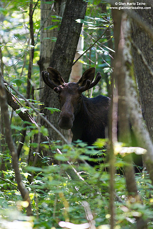 Alces alces / Alce / Moose / Orignal