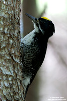 Picoides tridactylus / Picchio tridattilo / American Three-toed Woodpecker / Pic tridactyle