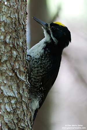 Picoides tridactylus / Picchio tridattilo / American Three-toed Woodpecker / Pic tridactyle