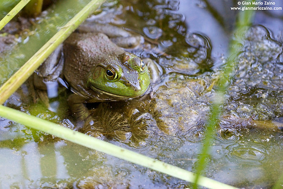 Lithobates catesbeianus / Rana toro / American bullfrog / Grenouille mugissante