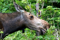 Alces alces / Alce / Moose / Orignal