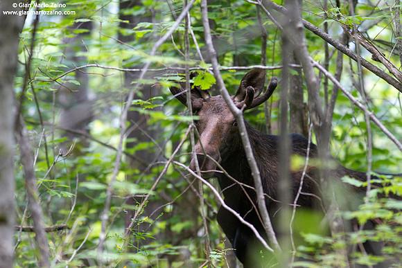 Alces alces / Alce / Moose / Orignal