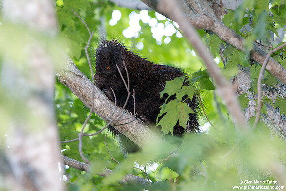 Erethizon dorsatum / Porcospino / North American Porcupine / Porc-épic d'Amérique