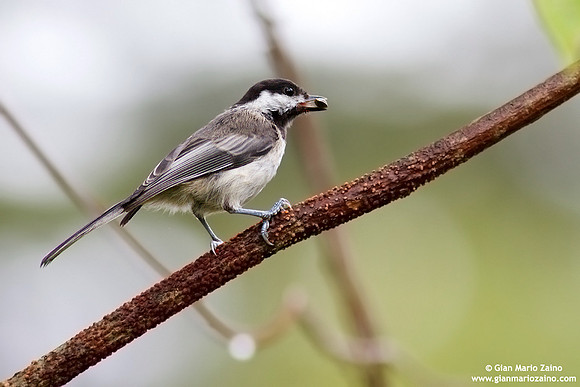 Poecile atricapillus / Cincia bigia americana /Black capped chickadee / Mésange a tete noire