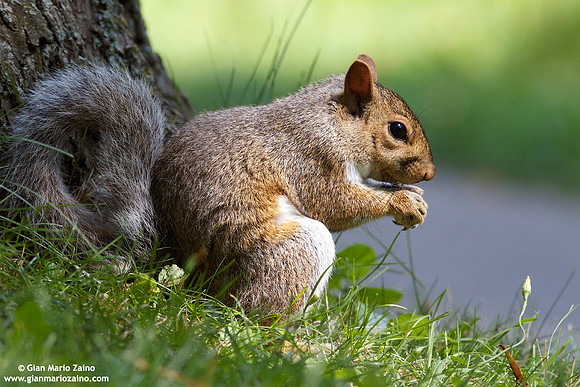Sciurus carolinensis / Scoiattolo grigio orientale / Grey squirrel / Écureuil gris