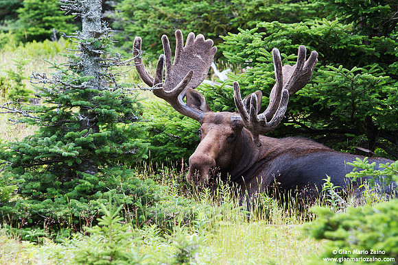 Alces alces / Alce / Moose / Orignal