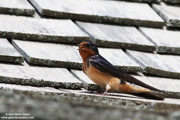 Hirundo rustica / Rondine comune / Barn swallow / Hirondelle rustique