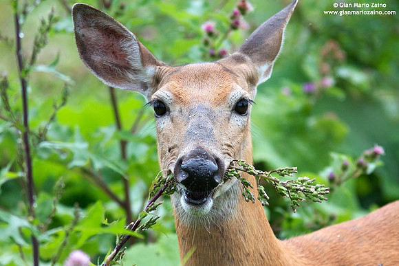 Odocoileus virginianus / Cervo dalla coda bianca / White-tailed deer / Cerf de Virginie
