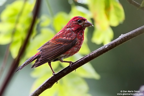 Carpodacuc purpureus / Fringuello viola / Purple finch / Roselin pourpré)