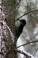 Picoides tridactylus / Picchio tridattilo / American Three-toed Woodpecker / Pic tridactyle