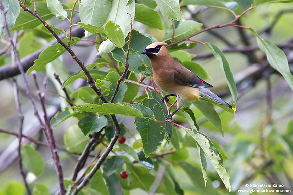 Bombycilla cedrorum / Beccofrusone dei cedri / Cedar waxwing / Jaseur d'Amérique