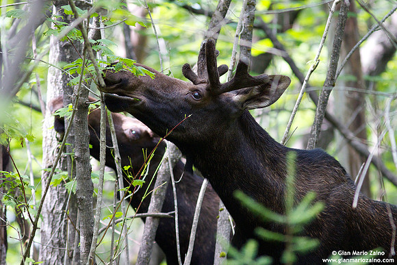 Alces alces / Alce / Moose / Orignal