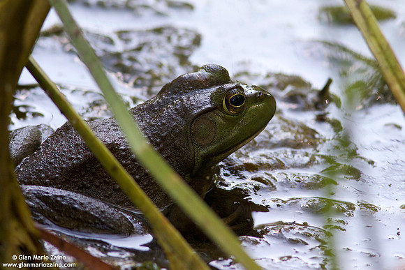 Lithobates catesbeianus / Rana toro / American bullfrog / Grenouille mugissante