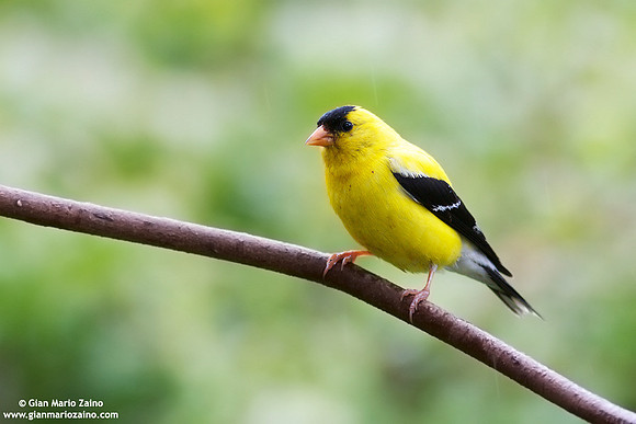 Carduelis tristis / Cardellino d'America / American goldfinch / Chardonneret jaune