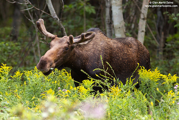 Alces alces / Alce / Moose / Orignal