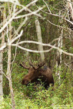 Alces alces / Alce / Moose / Orignal