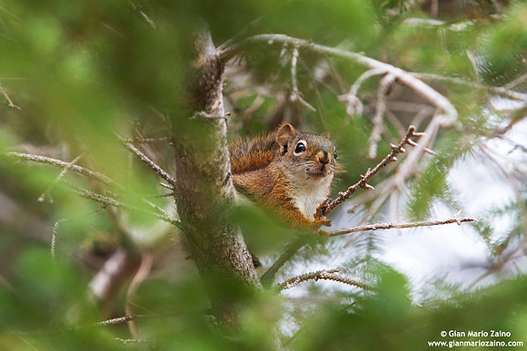 Sciurus vulgaris / Scoiattolo comune / Eurasian red squirrel / Écureuil roux