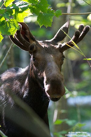 Alces alces / Alce / Moose / Orignal