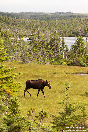 Alces alces / Alce / Moose / Orignal