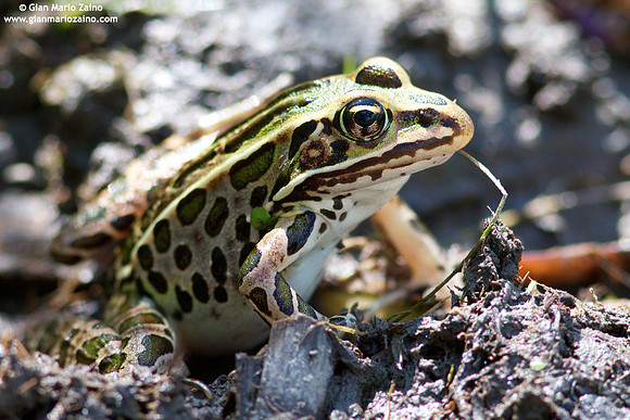 Lithobates pipiens / Rana leopardo / Northern leopard frog / Grenouille leopard femelle
