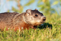 Marmota monax / Marmotta americana / Groundhog / Marmotte commune