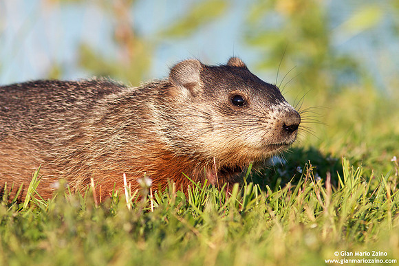 Marmota monax / Marmotta americana / Groundhog / Marmotte commune