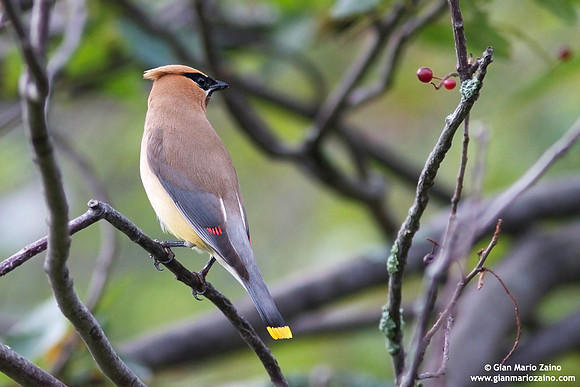 Bombycilla cedrorum / Beccofrusone dei cedri / Cedar waxwing / Jaseur d'Amérique