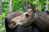 Alces alces / Alce / Moose / Orignal