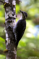 Picoides tridactylus / Picchio tridattilo / American Three-toed Woodpecker / Pic tridactyle