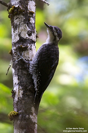 Picoides tridactylus / Picchio tridattilo / American Three-toed Woodpecker / Pic tridactyle