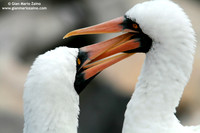 Sula granti / Sula di Nazca / Nazca booby / Fou de Nazca