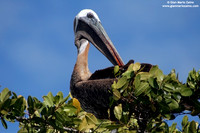 Pelecanus occidentalis / Pellicano bruno / Brown Pelican / Pélicans bruns