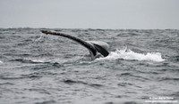 Megaptera novaeangliae / Megattera / Humpback whale / Baleine à bosse