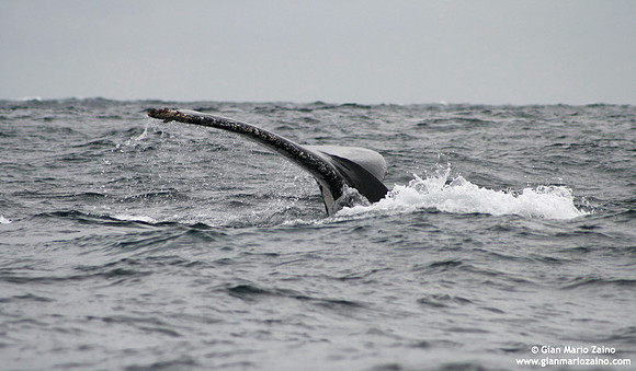 Megaptera novaeangliae / Megattera / Humpback whale / Baleine à bosse