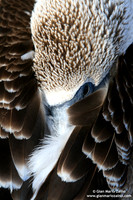 Sula nebouxii / Sula piediazzurri / Blue-footed booby / Fou à pieds bleus