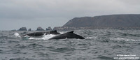 Megaptera novaeangliae / Megattera / Humpback whale / Baleine à bosse