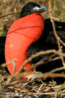 Fregata magnificens / Fregata magnifica / Magnificent Frigatebird / Frégate superbe